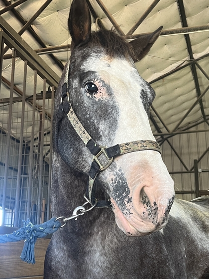 Selwyn Unbridled Horse Therapy Field Trip